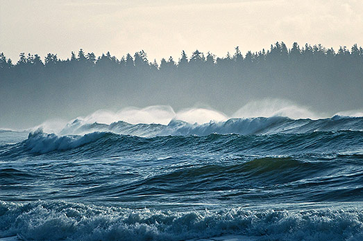 Tofino waves and trees